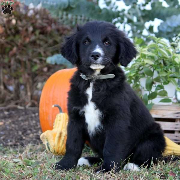 Wren, Bernese Golden Mountain Dog Puppy