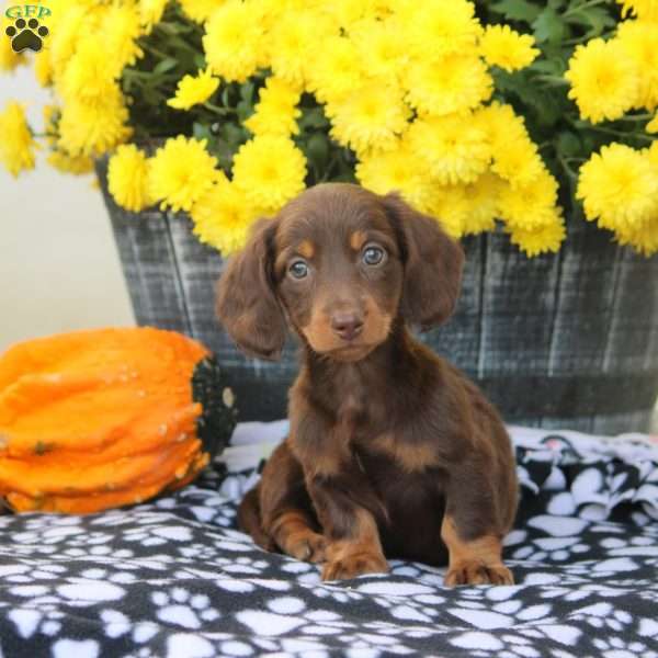 Wren, Dachshund Puppy