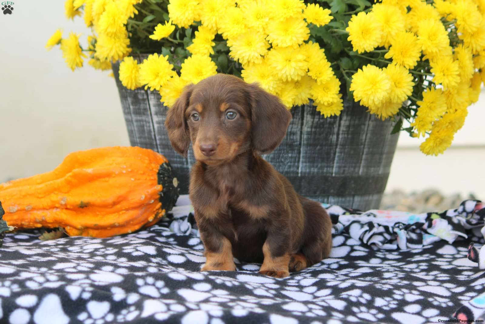 Wren Dachshund Puppy For Sale in Pennsylvania