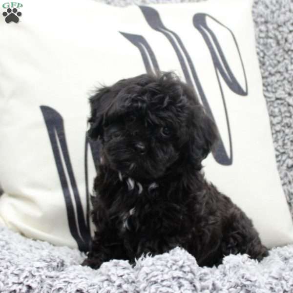 Wren, Cavapoo Puppy