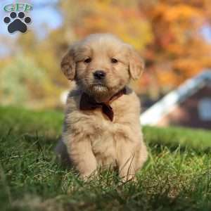 Wyatt, Golden Retriever Puppy