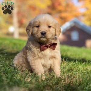 Wyatt, Golden Retriever Puppy