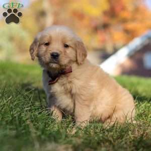 Wyatt, Golden Retriever Puppy