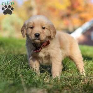 Wyatt, Golden Retriever Puppy