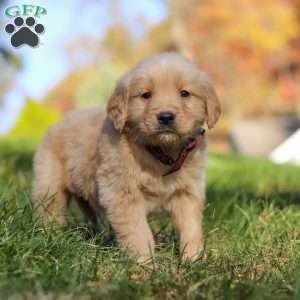 Wyatt, Golden Retriever Puppy