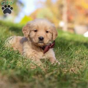 Wyatt, Golden Retriever Puppy