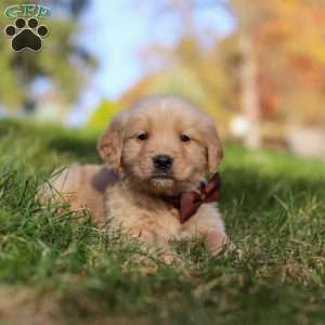 Wyatt, Golden Retriever Puppy