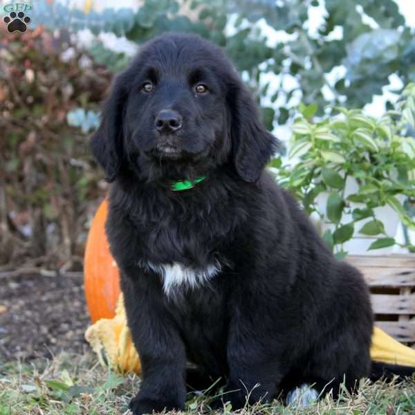 Wyatt, Bernese Golden Mountain Dog Puppy