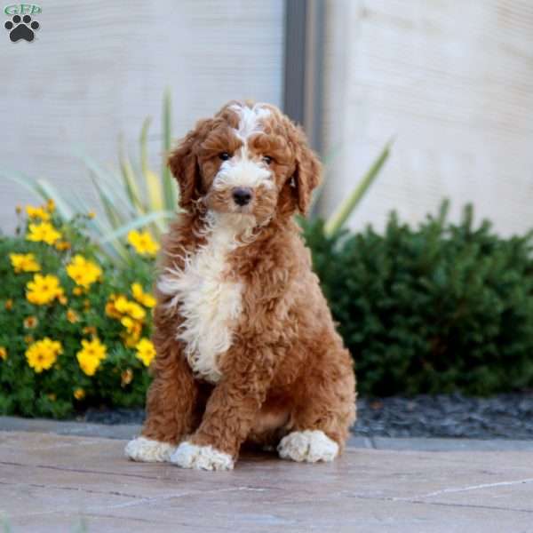 Wyatt, Miniature Poodle Puppy