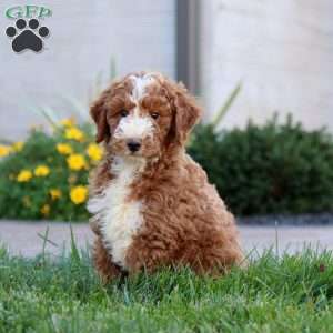 Wyatt, Miniature Poodle Puppy