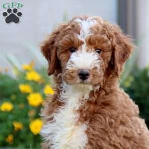 Wyatt, Miniature Poodle Puppy