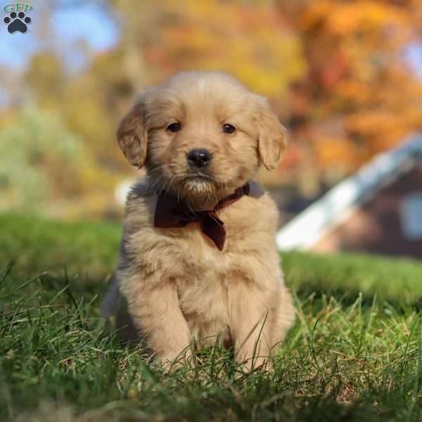 Wyatt, Golden Retriever Puppy