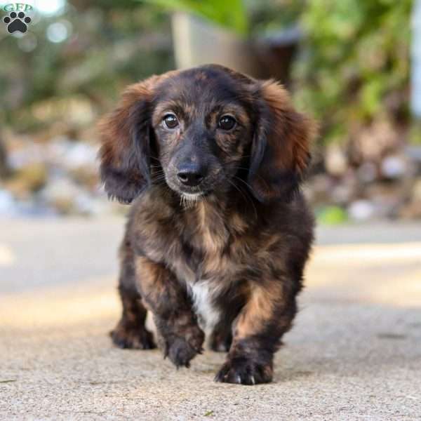 Zambonio, Dachshund Puppy