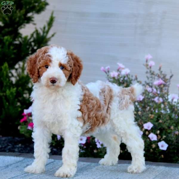 Zandra-Moyen, Miniature Poodle Puppy