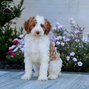 Zandra-Moyen, Miniature Poodle Puppy