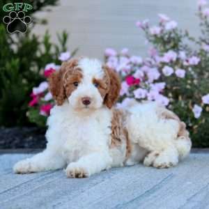 Zandra-Moyen, Miniature Poodle Puppy