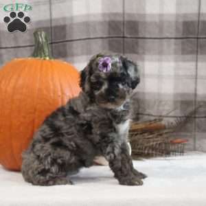 Zara, Miniature Poodle Puppy