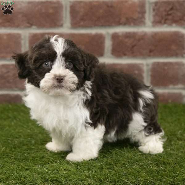 Zeke, Havanese Puppy