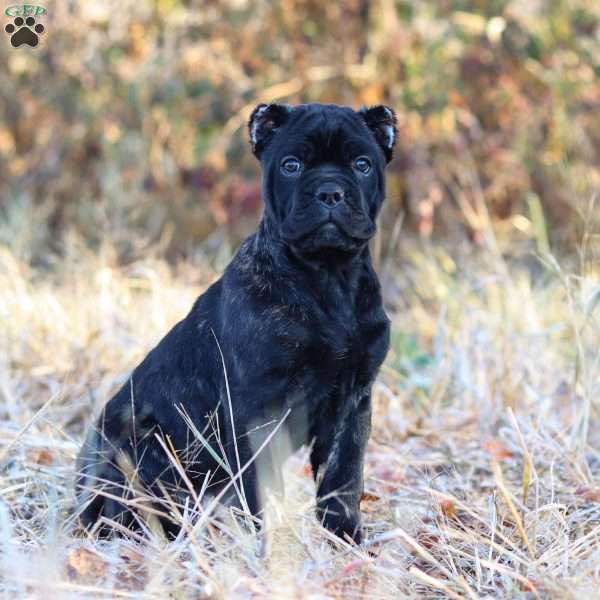 Zeus, Cane Corso Puppy