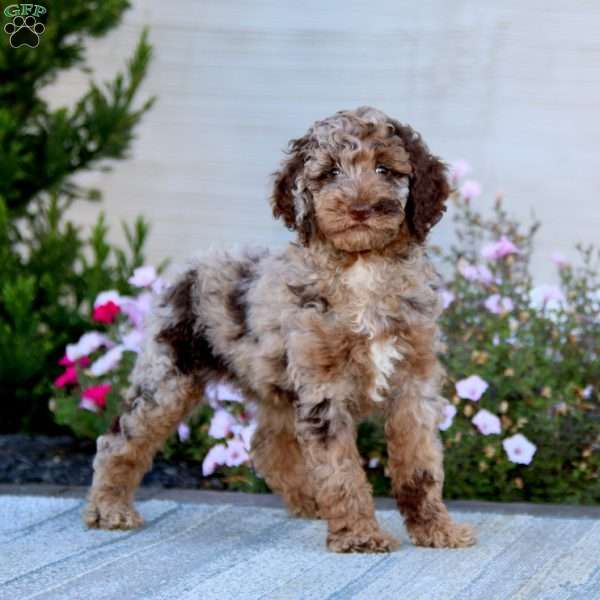 Zoey-Moyen, Miniature Poodle Puppy