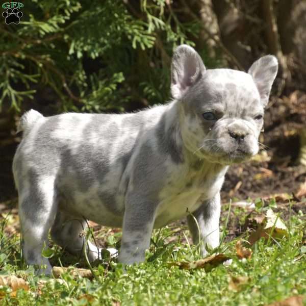 Poppy, French Bulldog Puppy