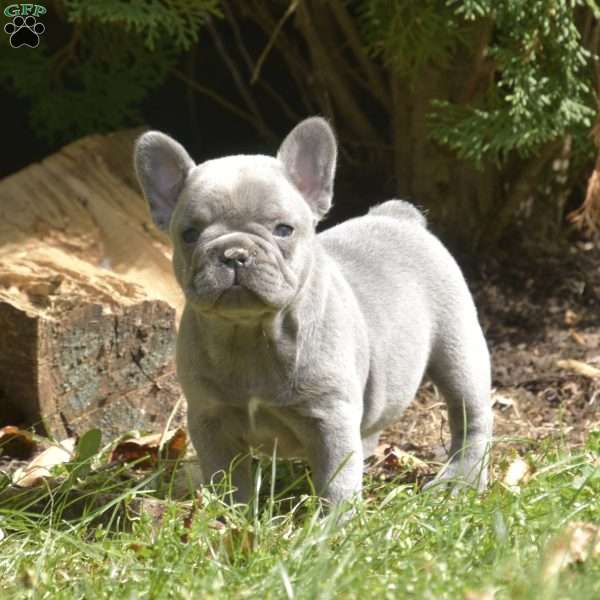 Violet, French Bulldog Puppy