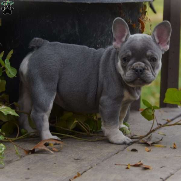 Jasmine, French Bulldog Puppy