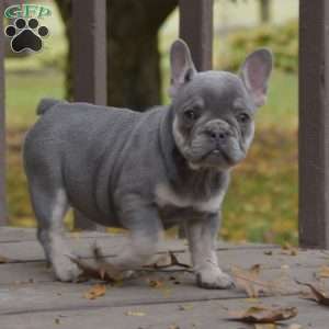 Jasmine, French Bulldog Puppy