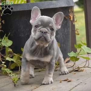 Jasmine, French Bulldog Puppy