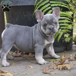 Jasmine, French Bulldog Puppy