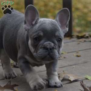 Jasmine, French Bulldog Puppy