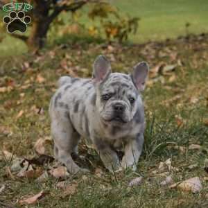 Daisy, French Bulldog Puppy