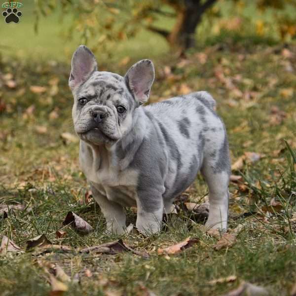 Daisy, French Bulldog Puppy