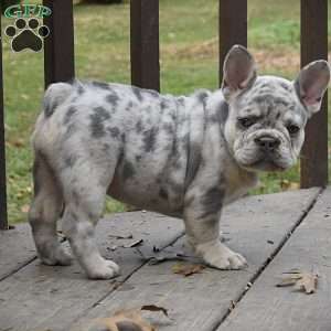 Daisy, French Bulldog Puppy