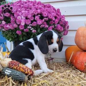 Franklin, Beagle Puppy