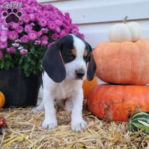 Franklin, Beagle Puppy