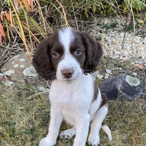 Charley, English Springer Spaniel Puppy