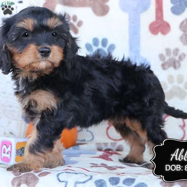 Abby, Cavapoo Puppy