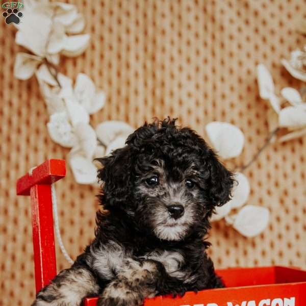 Abigail, Miniature Poodle Puppy