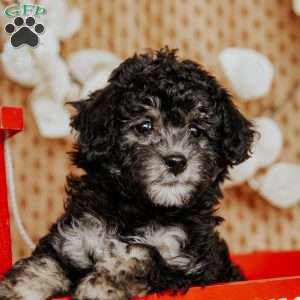 Abigail, Miniature Poodle Puppy