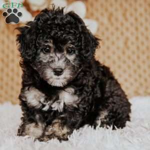 Abigail, Miniature Poodle Puppy