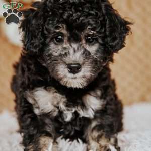 Abigail, Miniature Poodle Puppy