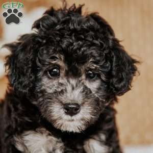 Abigail, Miniature Poodle Puppy