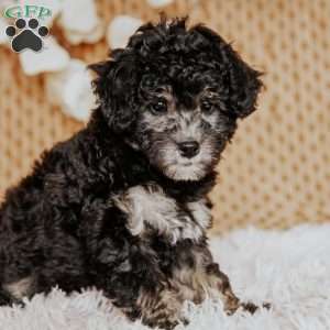 Abigail, Miniature Poodle Puppy