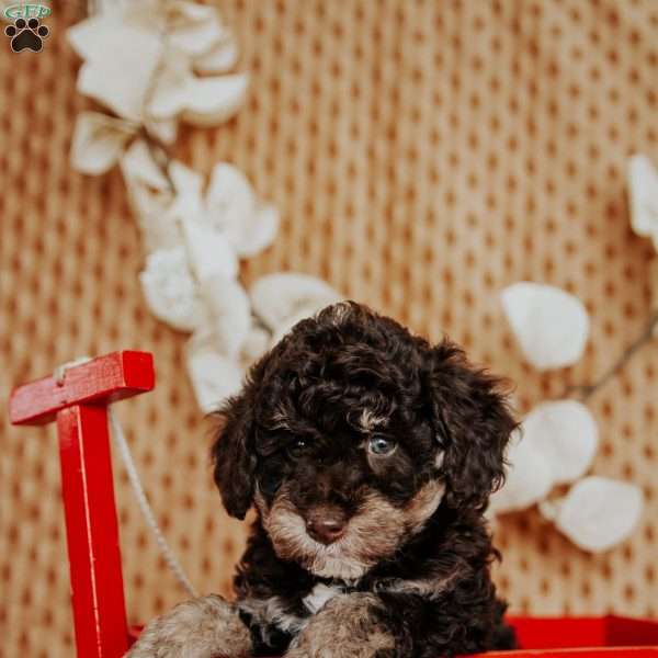 Adira, Miniature Poodle Puppy