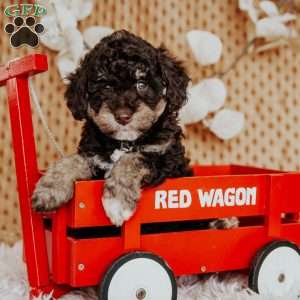 Adira, Miniature Poodle Puppy