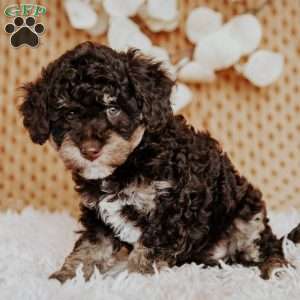 Adira, Miniature Poodle Puppy