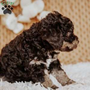 Adira, Miniature Poodle Puppy