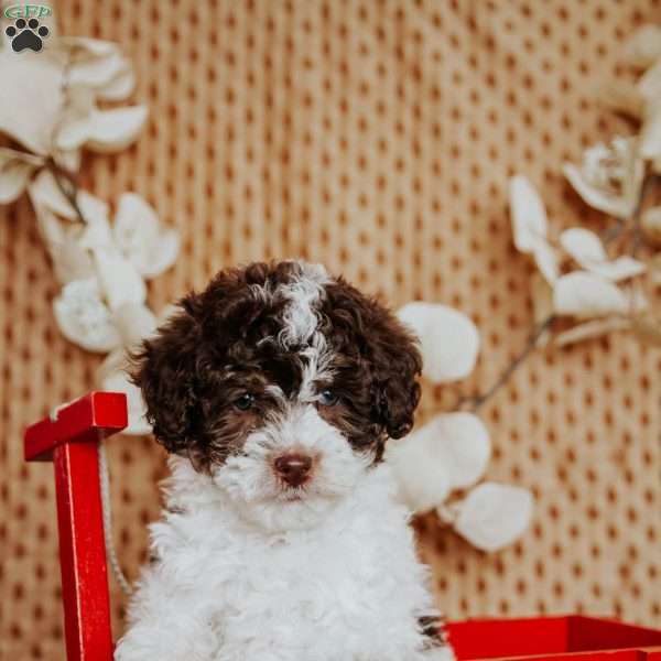 Adriana, Miniature Poodle Puppy