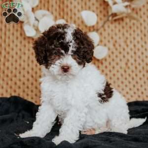 Adriana, Miniature Poodle Puppy